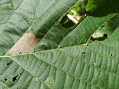 Eriophyes exilis