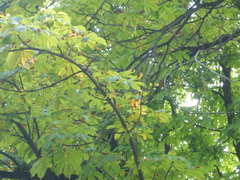 Aesculus hippocastanum