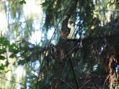 Dendrocopos major