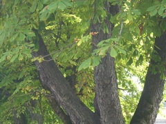 Aesculus hippocastanum