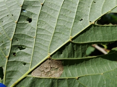 Eriophyes exilis