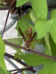 Polistes