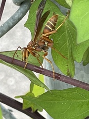 Polistes