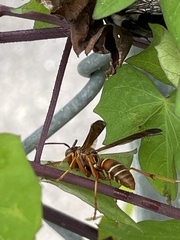 Polistes