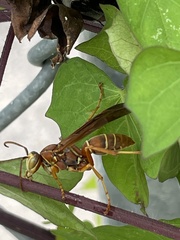 Polistes