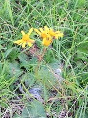 Jacobaea abrotanifolia