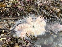 Enteroctopus dofleini