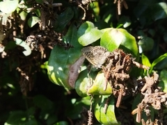 Leptotes trigemmatus