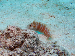 Xyrichtys splendens