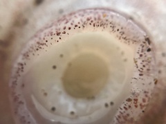 Enteroctopus dofleini