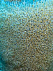 Umimayanthus parasiticus