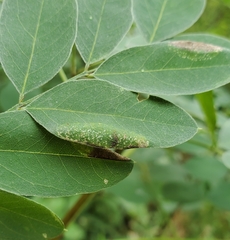 Macrosaccus uhlerella