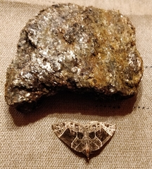 Gandaritis atricolorata