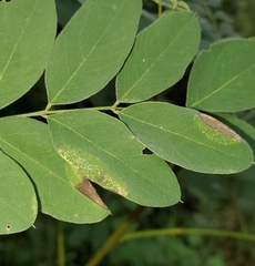 Macrosaccus uhlerella