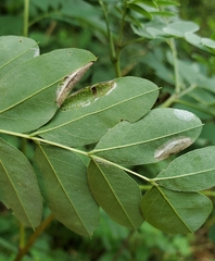 Macrosaccus uhlerella