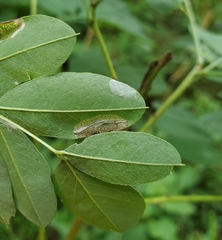 Macrosaccus uhlerella