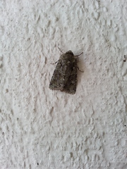 Noctuinae