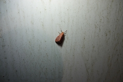 Asuridia rubripennis