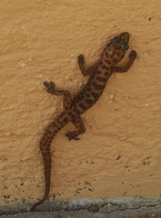 Pachydactylus