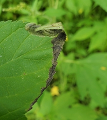 Agromyza ambrosivora