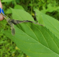 Agromyza ambrosivora