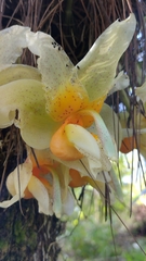 Stanhopea saccata