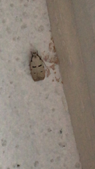 Stibaromacha ratella