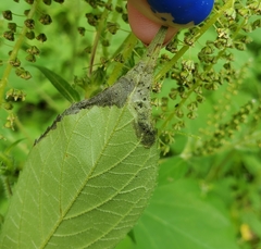 Agromyza ambrosivora