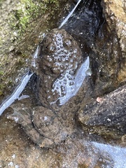Bombina variegata