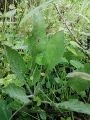 Heterotheca inuloides