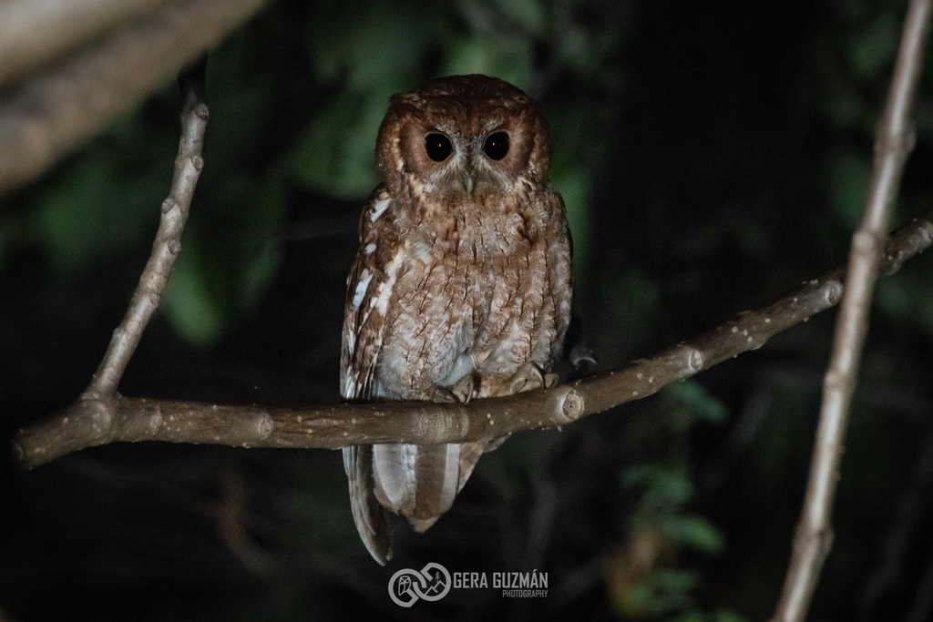 Balsas Screech-Owl