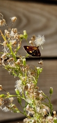 Pyrausta aurata