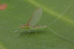 Cloeon bengalense