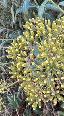 Bupleurum fruticosum