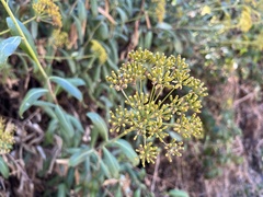 Bupleurum fruticosum