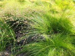 Ficinia fascicularis