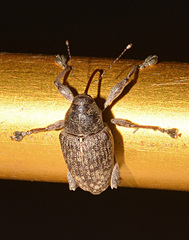 Curculio proboscideus
