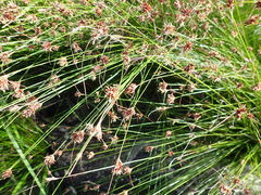 Ficinia fascicularis