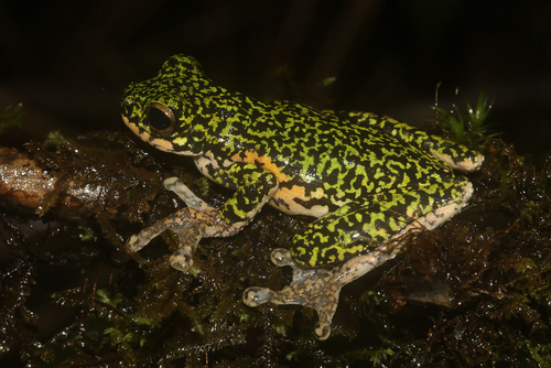 Litoria iris observed 2022-07-28