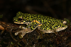Litoria iris