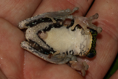 Litoria iris