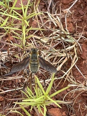 Poecilanthrax lucifer