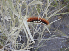 Paracles severa