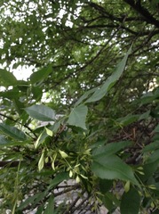 Fraxinus