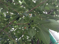 Prunus serrulata