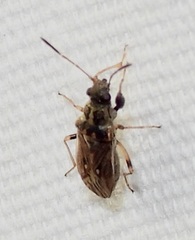 Pseudopachybrachius basalis