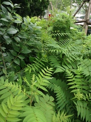 Sorbaria