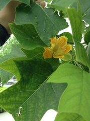 Liriodendron × sinoamericanum