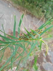 Hyles euphorbiae