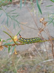 Hyles euphorbiae